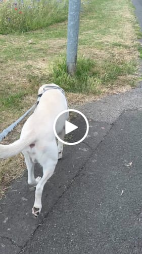 Customer video review of ParoPet No Pull Dog Harness