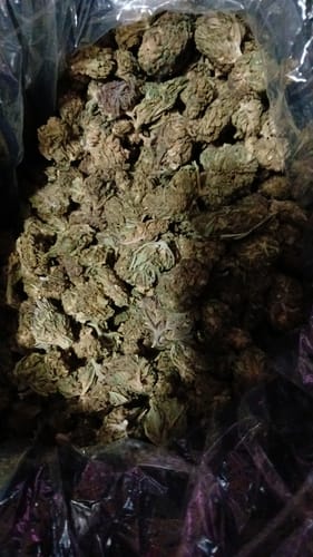 White Gelato - Bulk - Indica photo review