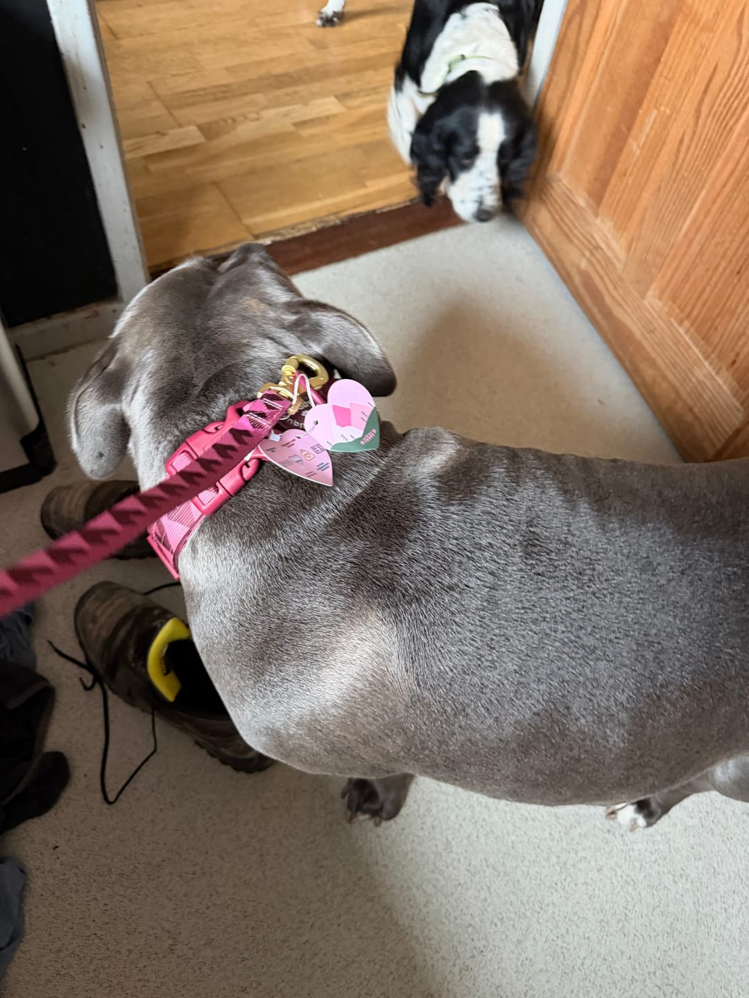 Customer photo review of Lead - Walkies Ready® Mulberry