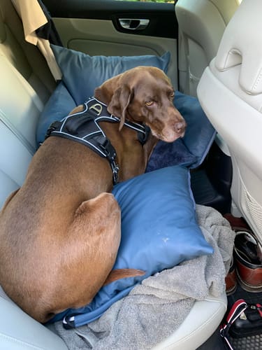 Customer's pointer dog sitting on the blue Dog Dock V2 in a car, with one side unzipped for extra space.