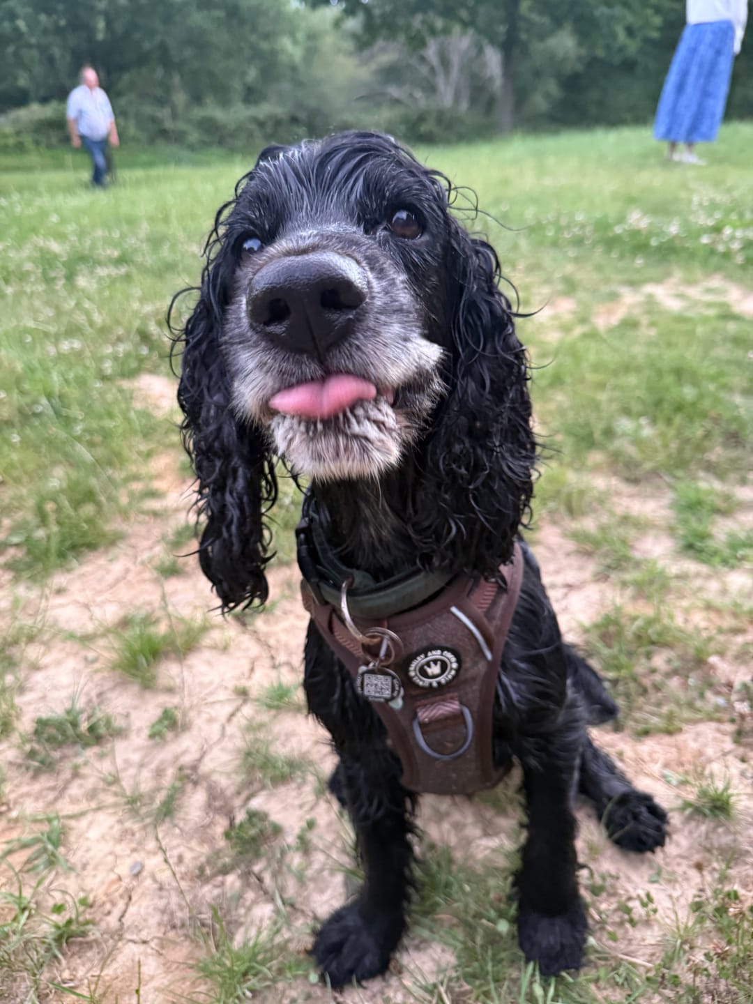 Customer photo review of Trail & Glow Dog Harness - COLOUR DROPS® - Love that for you