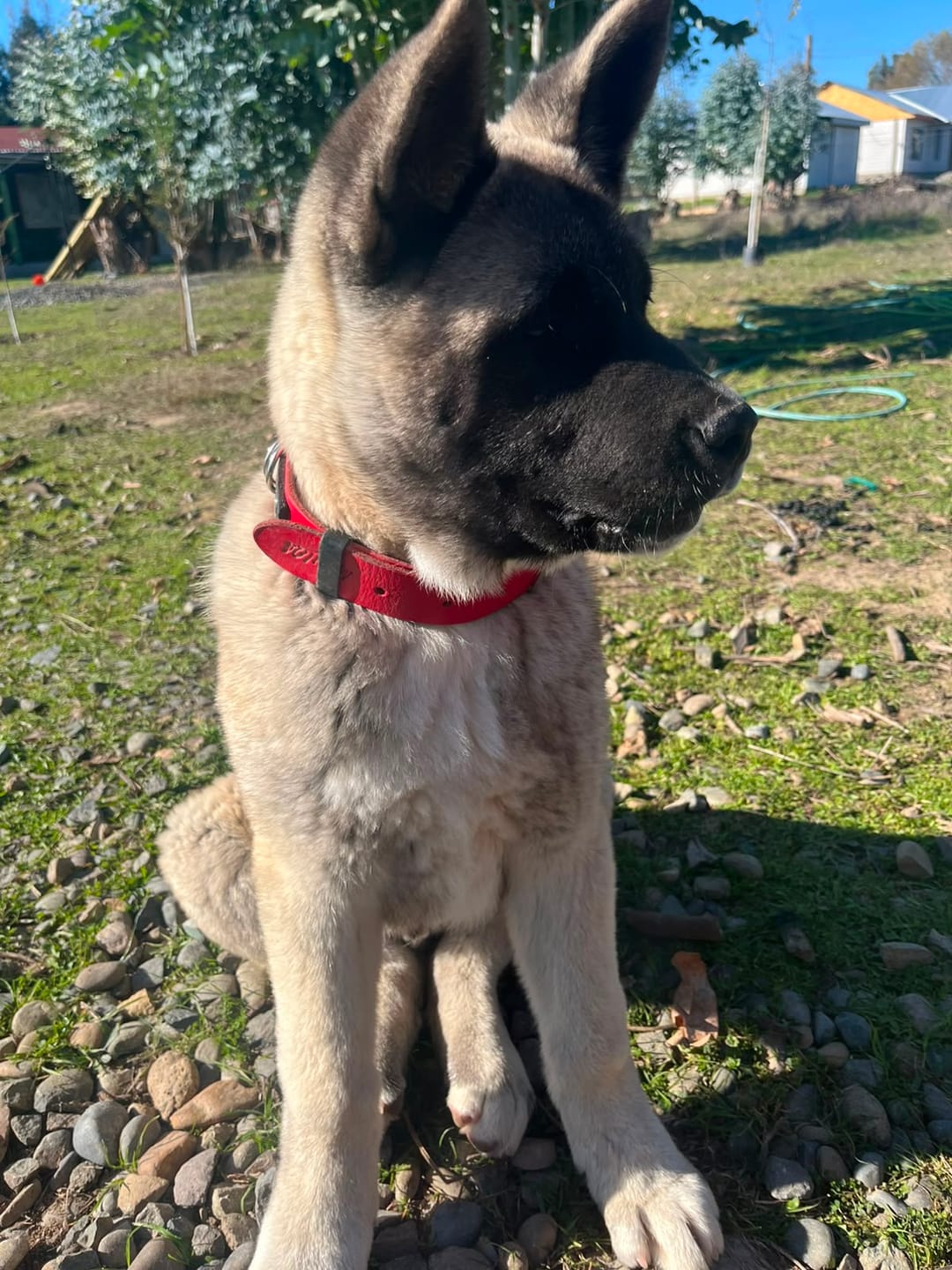 Customer photo review of Collar Duke Rojo/Negro
