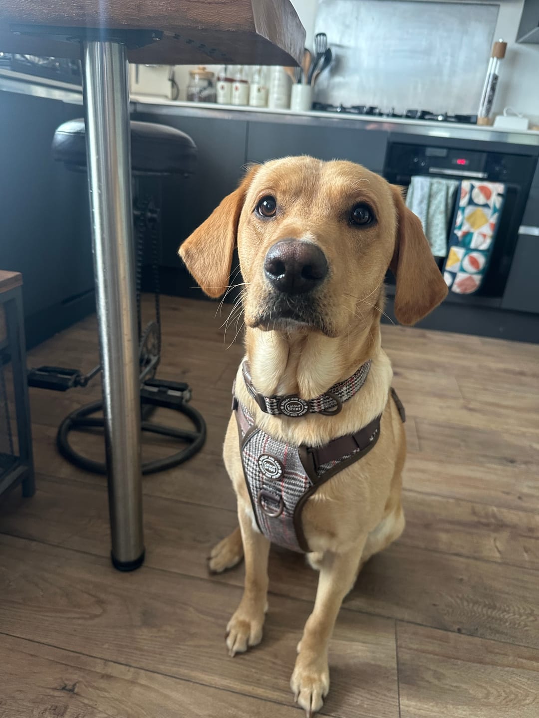 Customer photo review of Trail & Glow Tweed Dog Harness - Colour Drops - Heritage Plaid