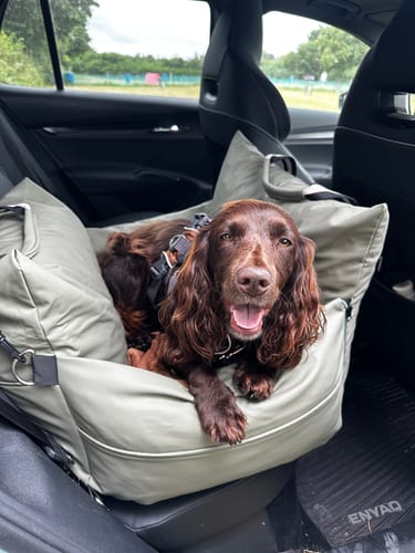 Customer's happy brown dog sitting inside the cozy Dog Dock in the back seat of a car.