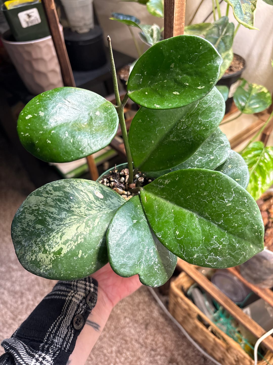 Customer photo review of Hoya obovata