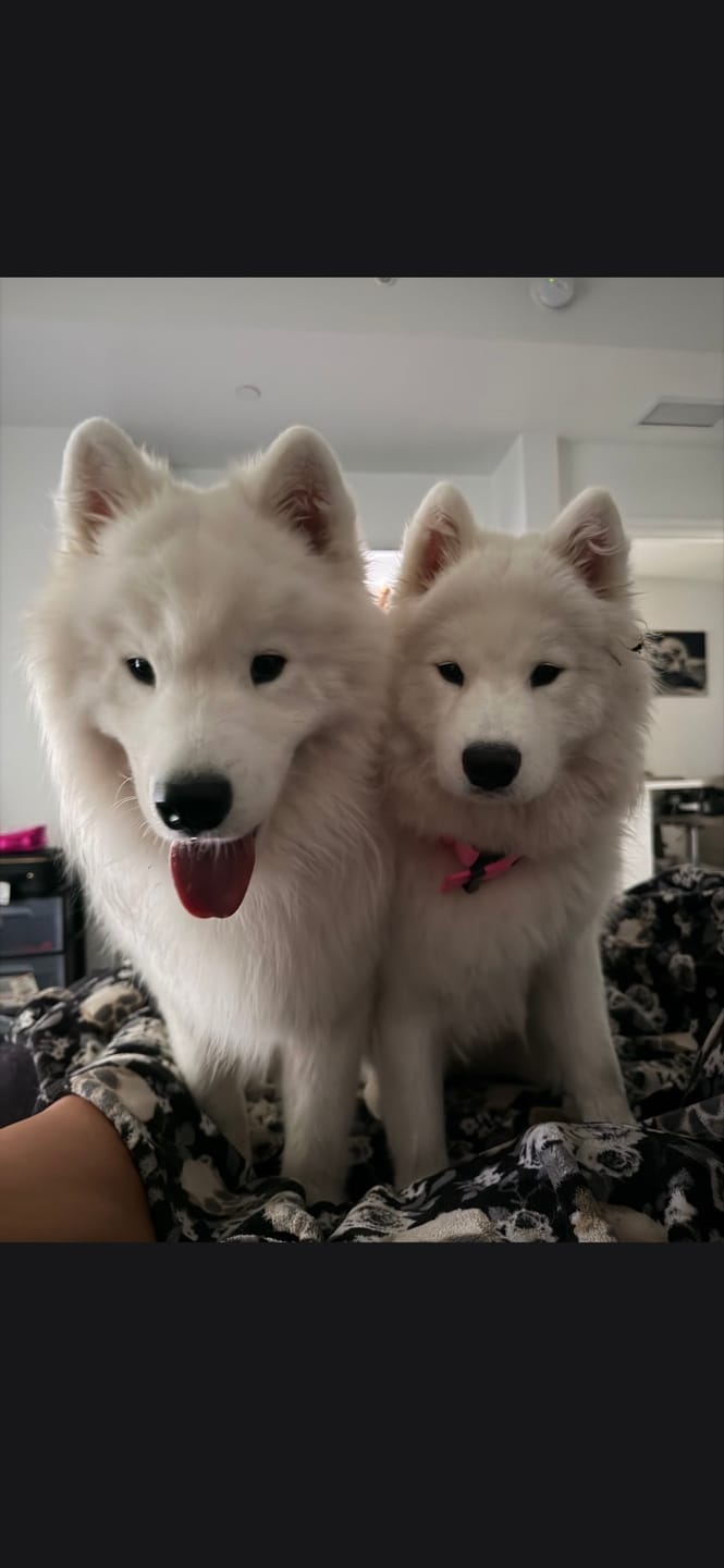 Customer photo review of Fetch Dog Food Supplement