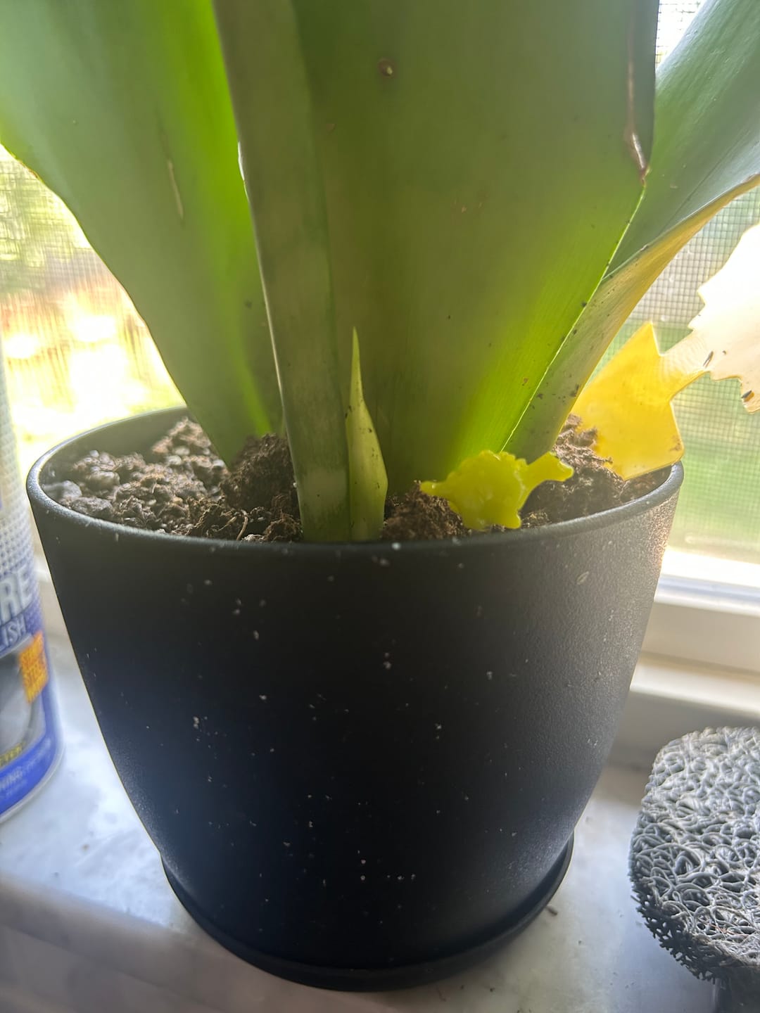 Customer photo review of Soil Refresh