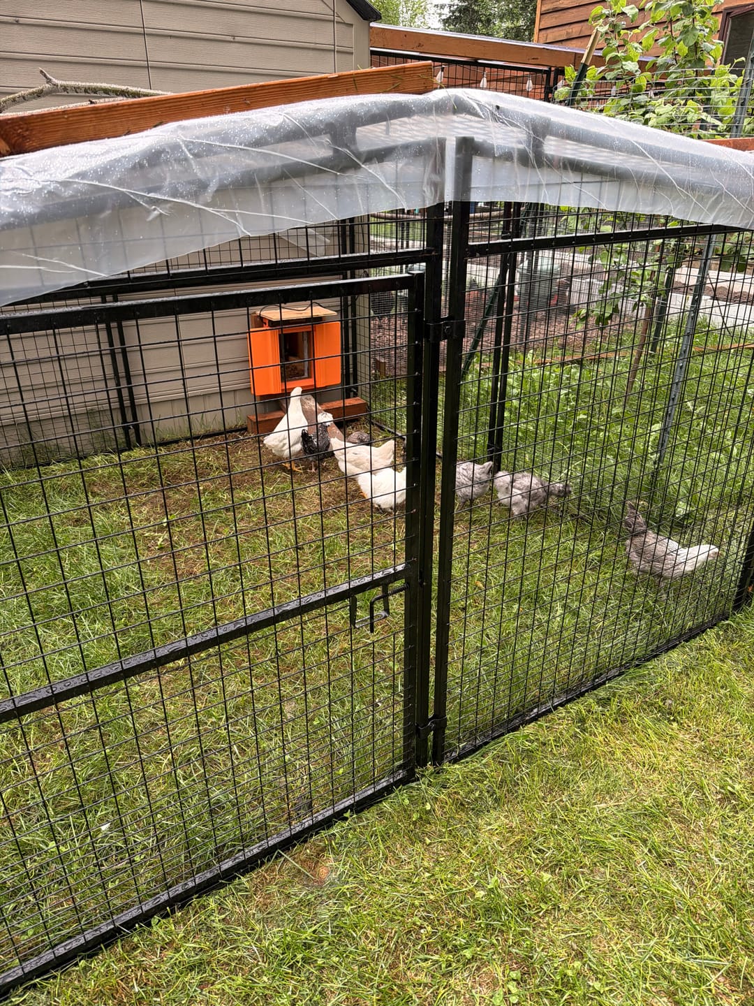 Customer photo review of Solar Automatic Chicken Coop Door