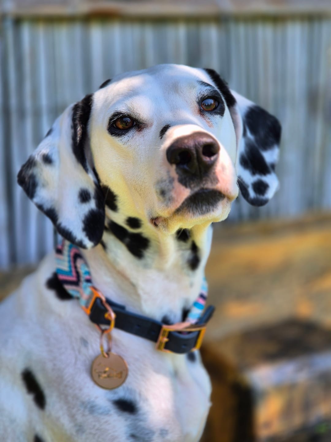 Customer photo review of Namnbricka hund - ID tags