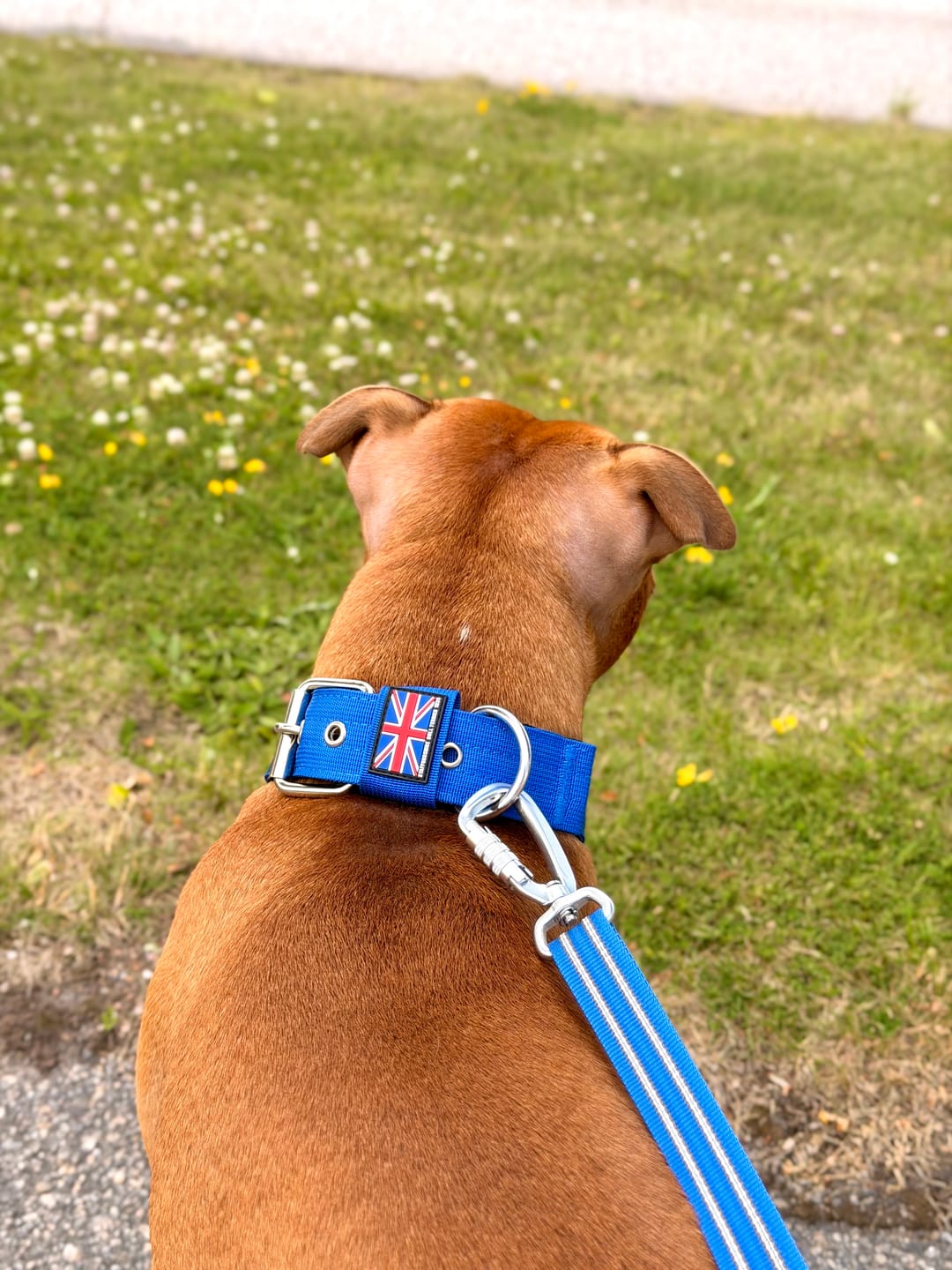 Customer photo review of Staffordshire Bull Terrier 1935® Nylon Collar - Royal Blue