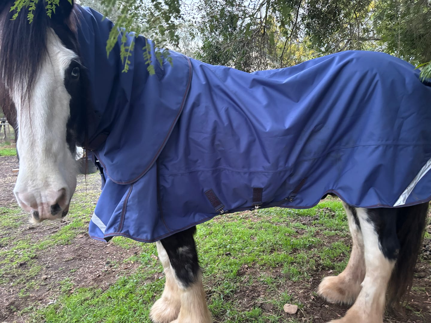 Customer photo review of LE Boxter Turnout 100g