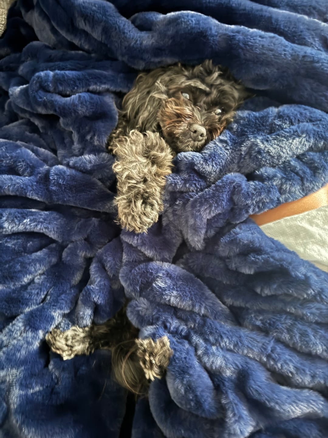 Customer photo review of Biggest Hugs Navy Blanket
