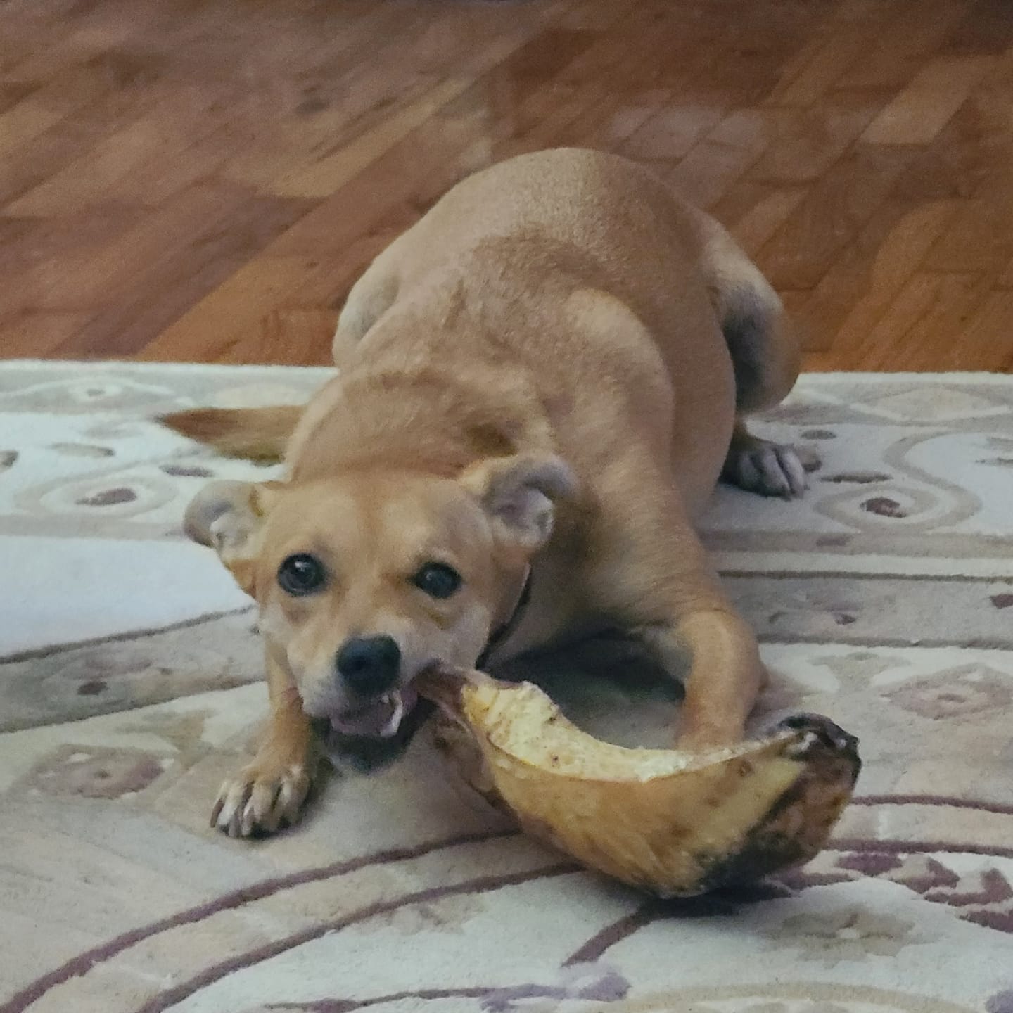 Customer photo review of Chest Bone (11" x 6"x 3”): The Durable, Flavor-Packed Chew for Light and Moderate Chewers