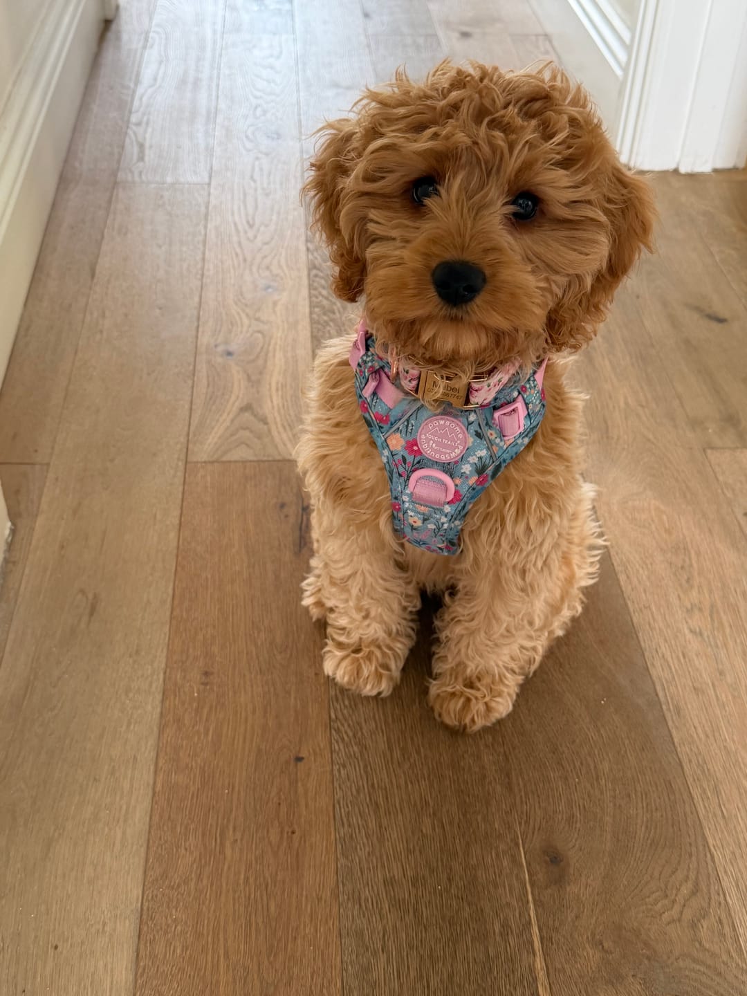 Customer photo review of Tough Trails™ Harness -  Whimsical Wildflowers