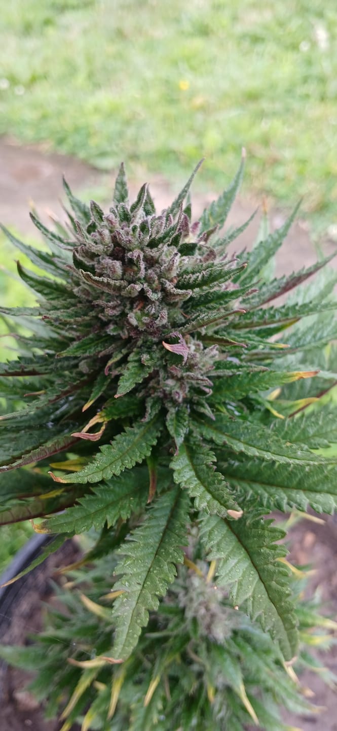 Customer photo review of Gas Face - Bulk - (Indica)