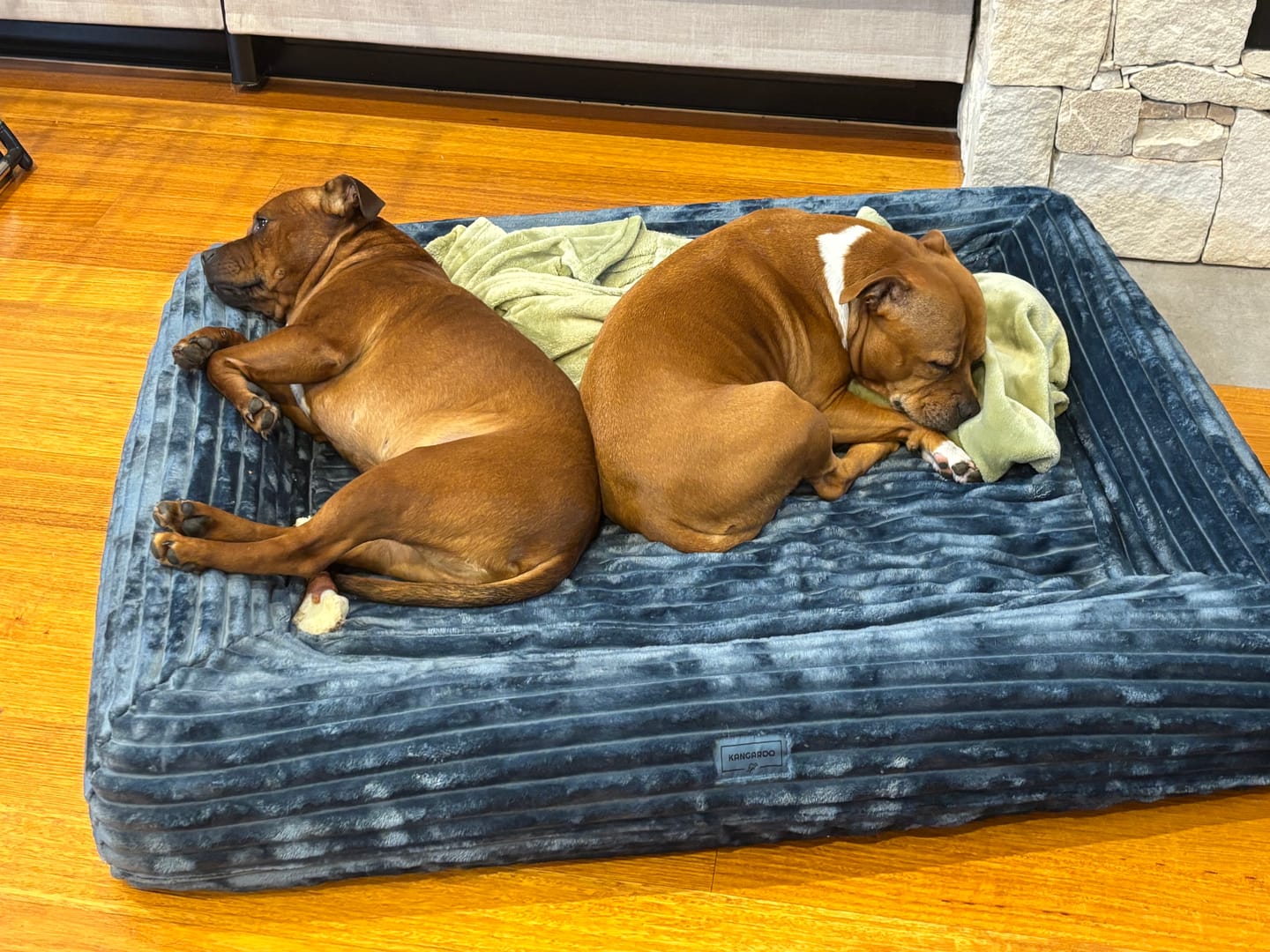 Customer photo review of Dune Plush EasyFit Cover