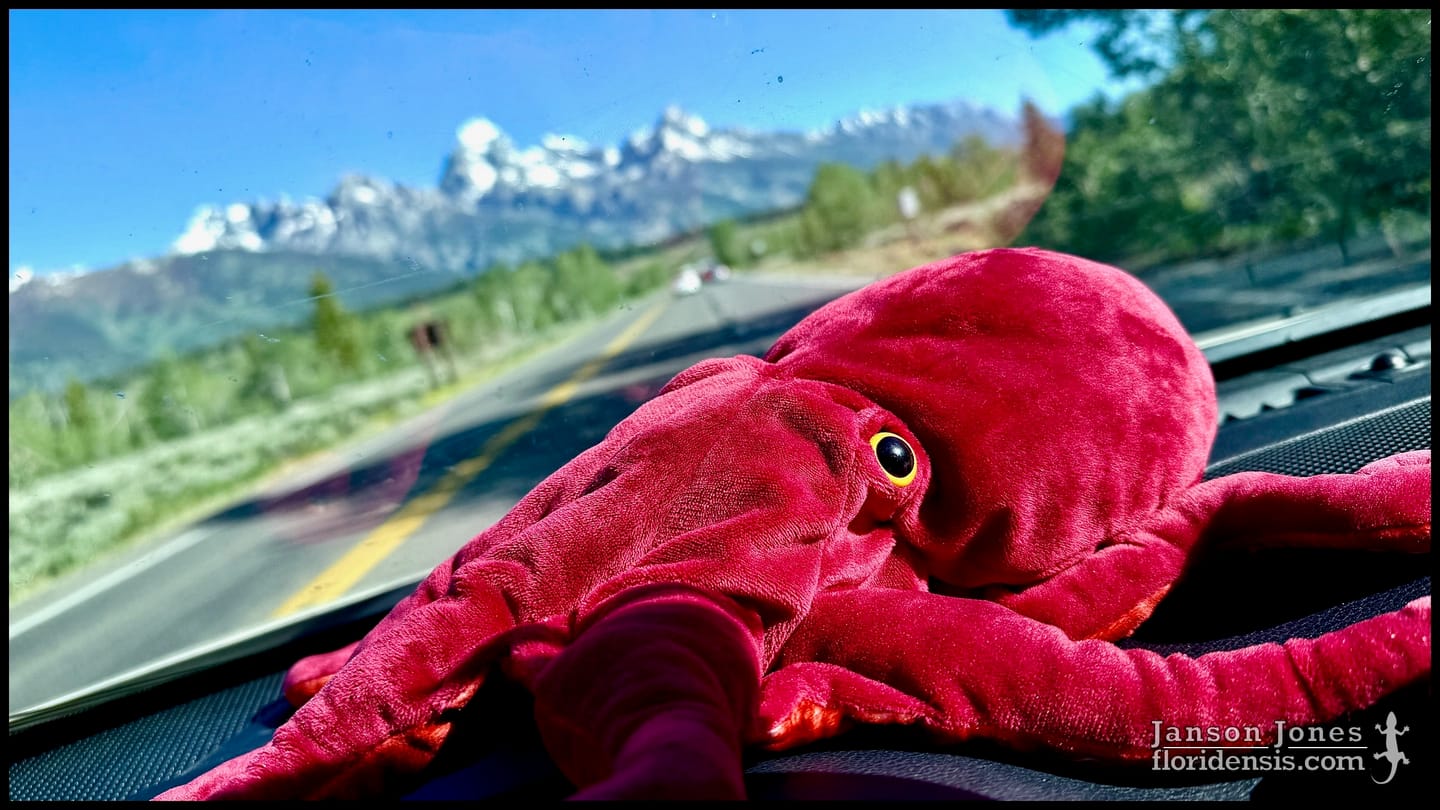 Customer photo review of Red Octopus Soft Stuffed Plush Toy