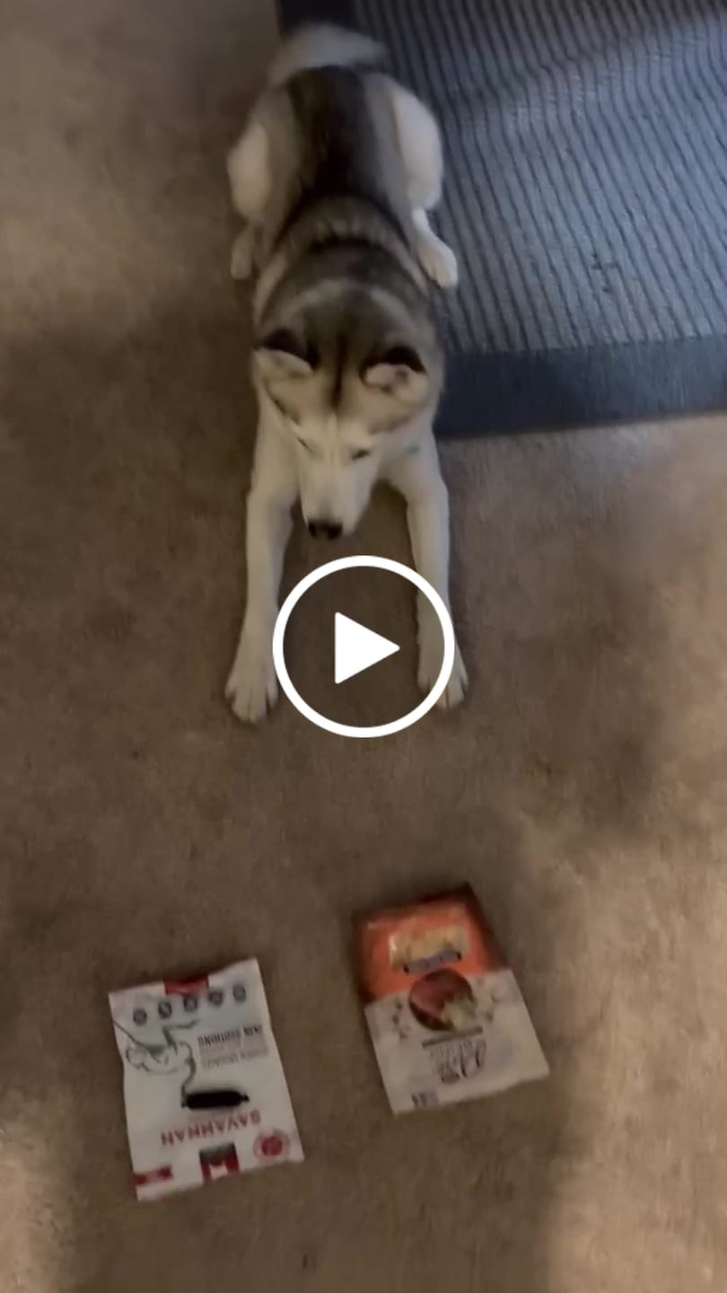 Customer video review of Functional Treats Bundle — All 6 Ostrich Superfood Treats, 40% Off
