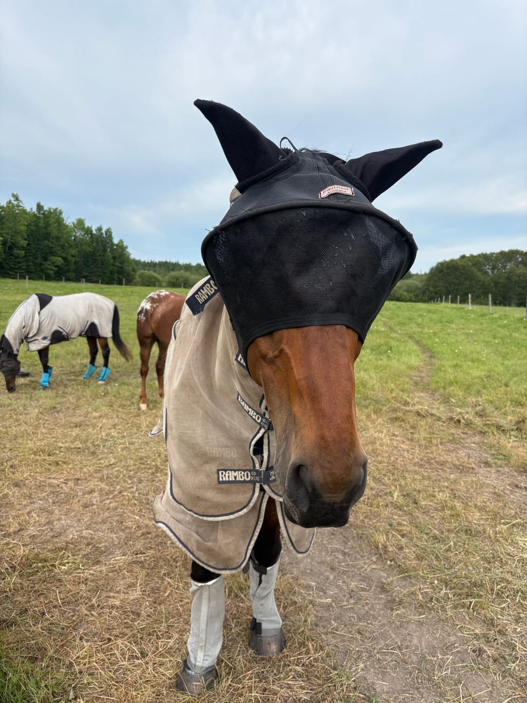 Customer photo review of Solar Vizor Fly Mask - With Ear Protection - NEW STYLE