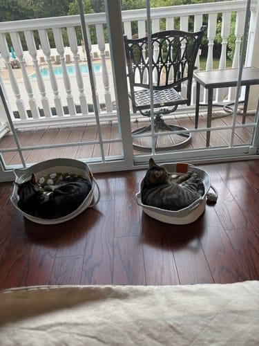 Customer photo review of Instinct Basket | Meet the first research-backed natural territory for indoor cats