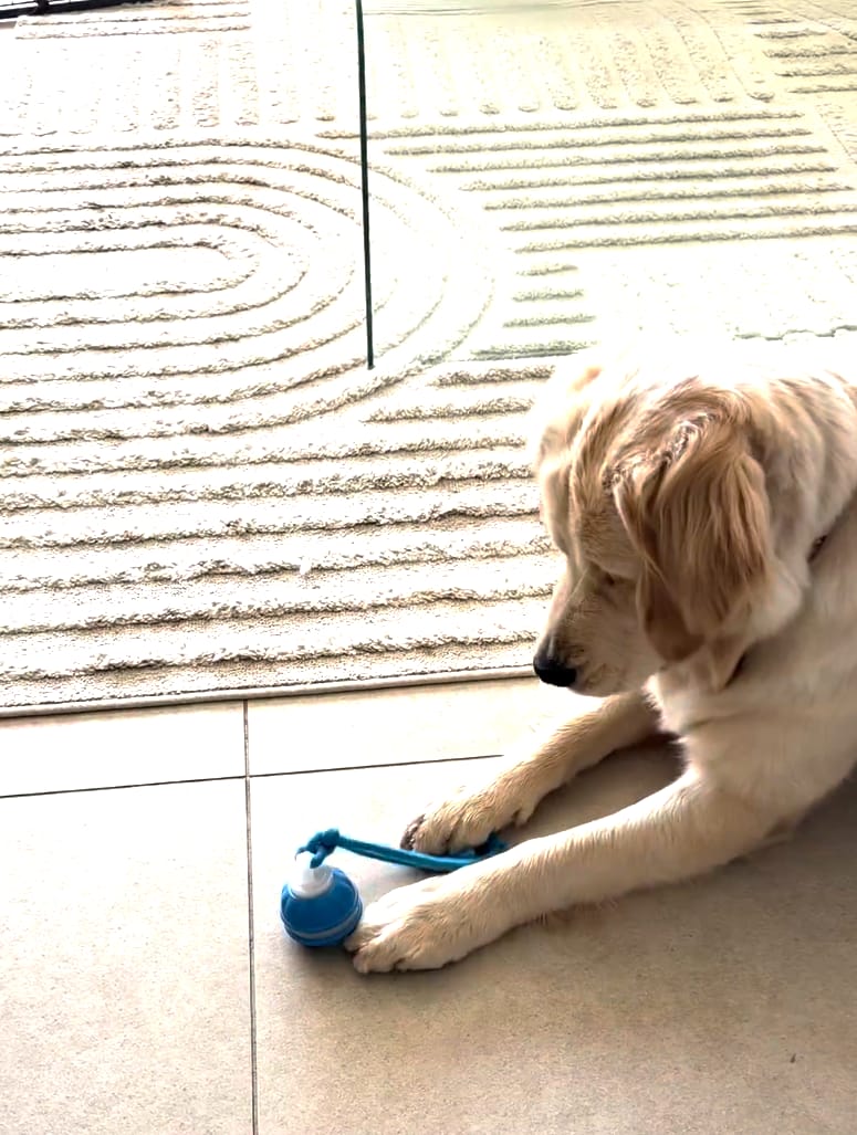 Customer photo review of Motion Ball