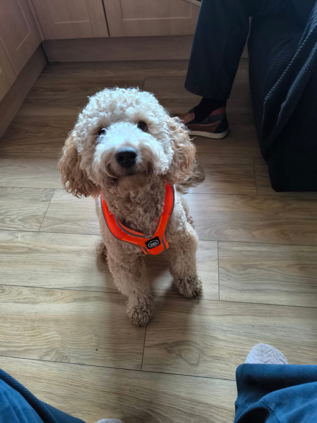 Customer photo review of Slip on Harness | Foam Padded - Orange
