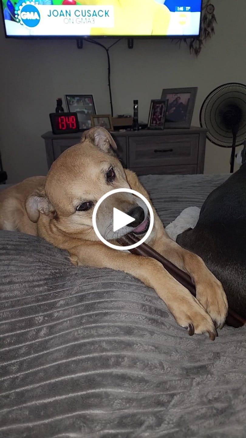 Customer video review of Jumbo Bully Sticks
