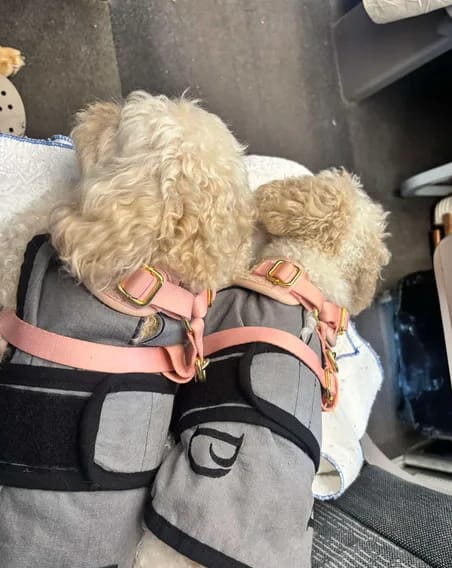 Customer photo review of Luxury Dog Cooling Coat