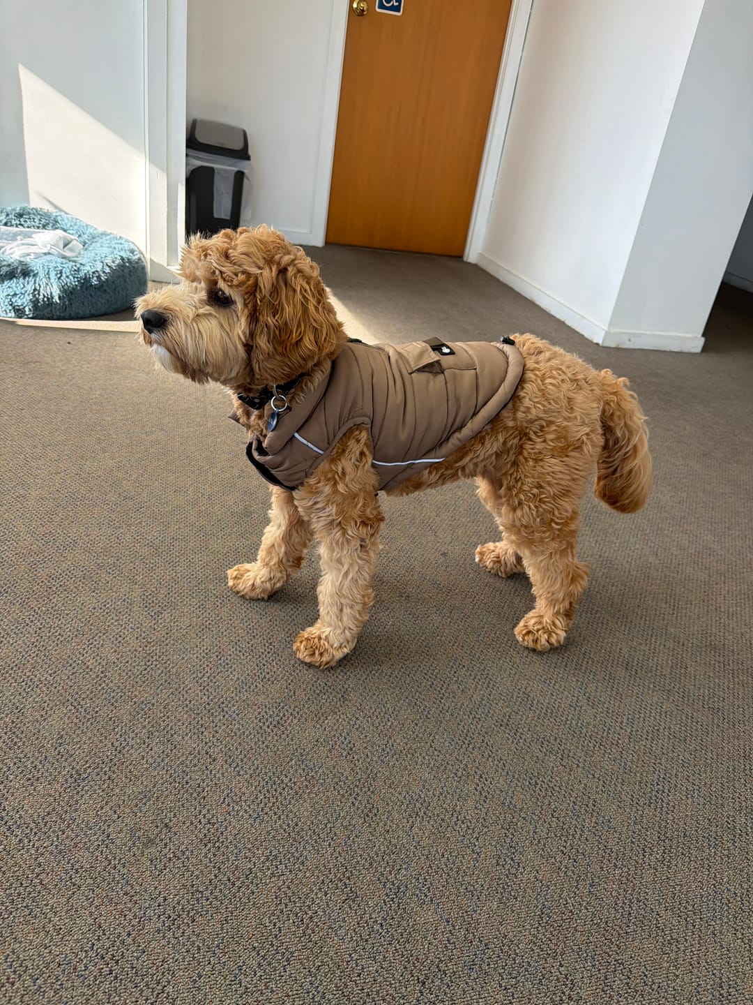 Customer photo review of WarmShield Water-Resistant Jacket - Tan