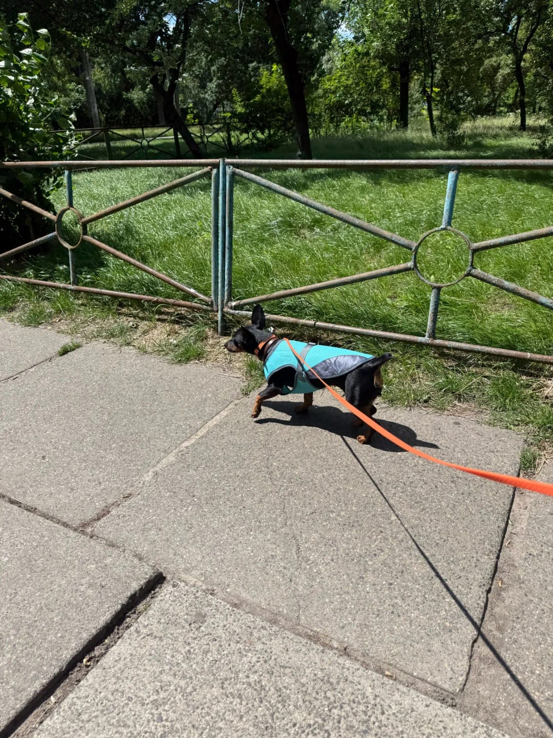 Customer photo review of TruePet Kühlweste Pro™ | Kühlweste & Geschirr in einem | Verdunstungskühlung · Reflektierend · Verstellbar | S–XXXL