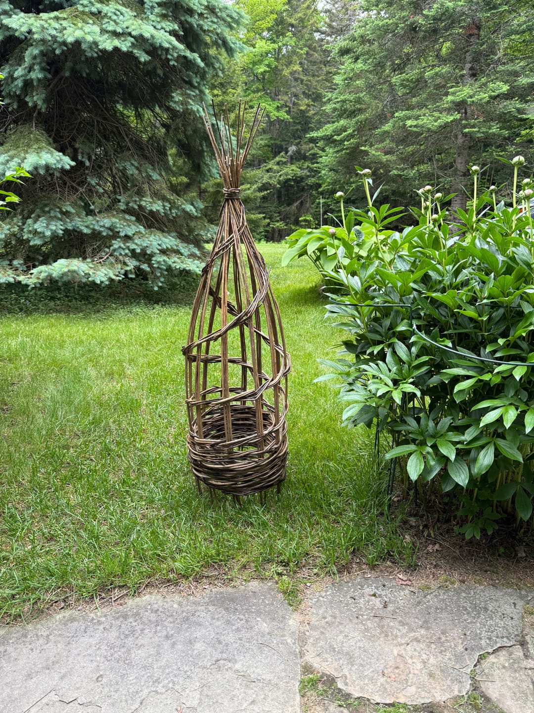 Customer photo review of The Willow Plant Support (3.8 Feet Tall)