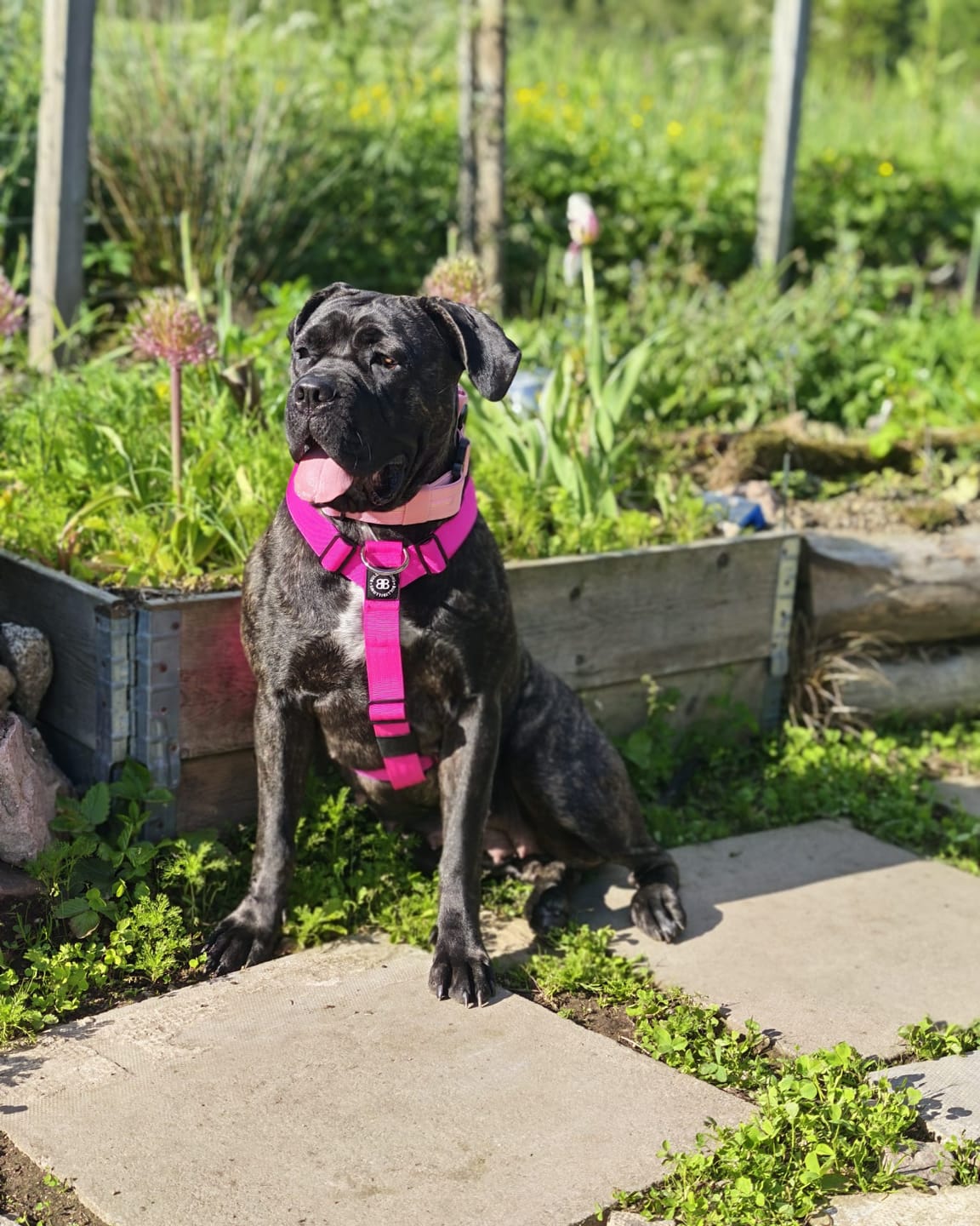Customer photo review of Anti-Pull TRI-Harness® | Training Dog Harness for All Breeds - Magenta