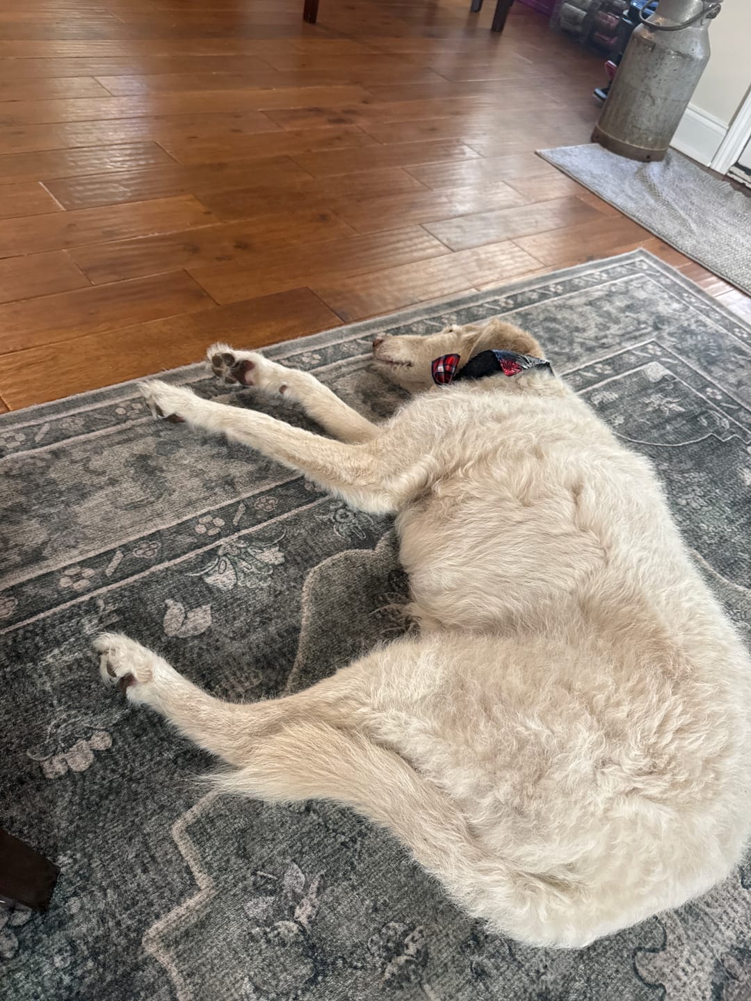 Customer photo review of Bark-Less Bites