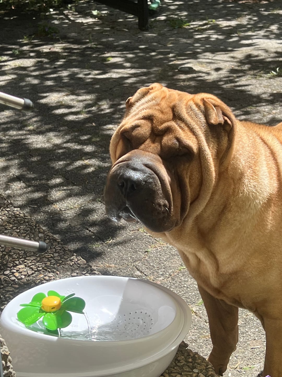 Customer photo review of Lamm gemischt 500g ab pro Wurst nur 9.70.-  "Tiefgekühlt"
