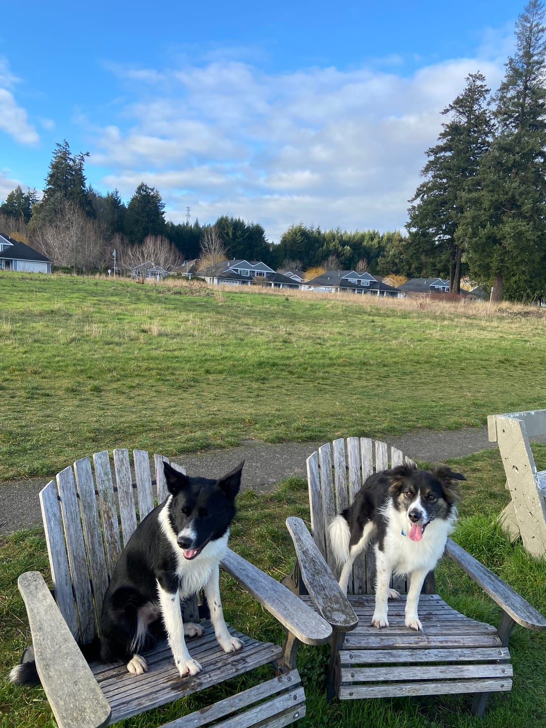 Customer photo review of 6 Inch Monster Bully Stick