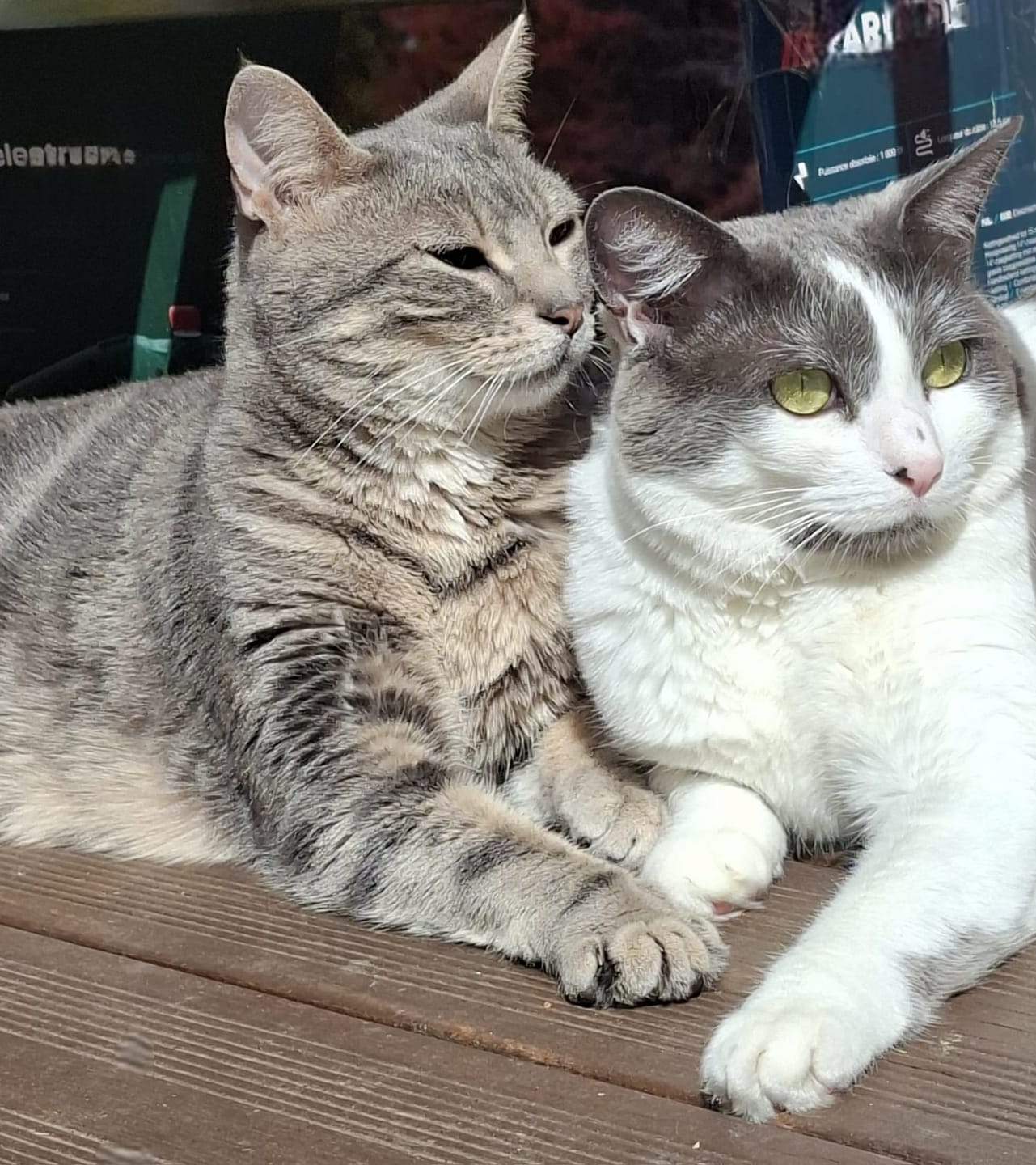 Customer photo review of Pâtée Saumon & Légumes (x16) - Chat