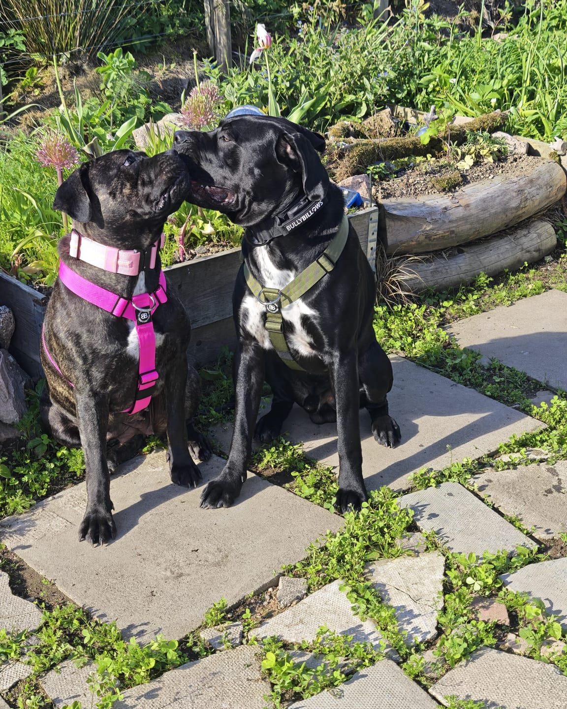 Customer photo review of Anti-Pull TRI-Harness® | Training Dog Harness for All Breeds - Khaki
