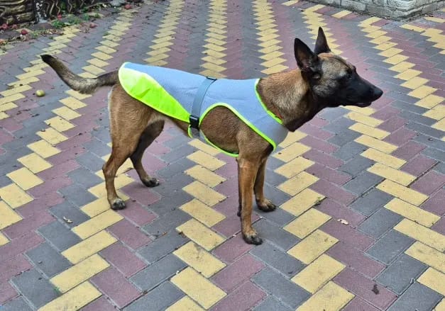 Customer photo review of TruePet Kühlweste Pro™ | Kühlweste & Geschirr in einem | Verdunstungskühlung · Reflektierend · Verstellbar | S–XXXL