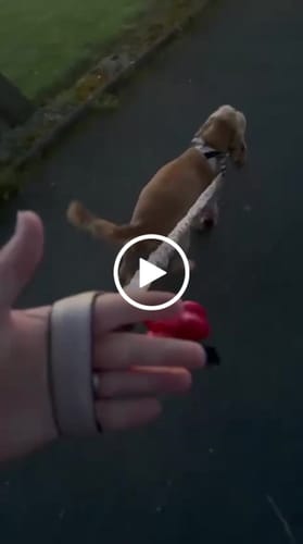 Customer video review of ParoPet No Pull Dog Harness
