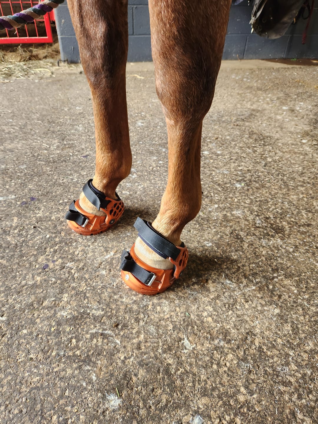 Customer photo review of Renegade® Classic Hoof Boot - Arizona Copper
