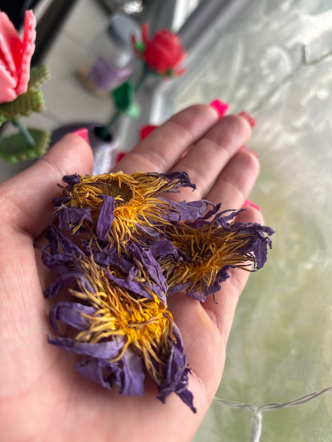 Customer photo review of Blue Lotus Flower (Nymphaea Nouchali )