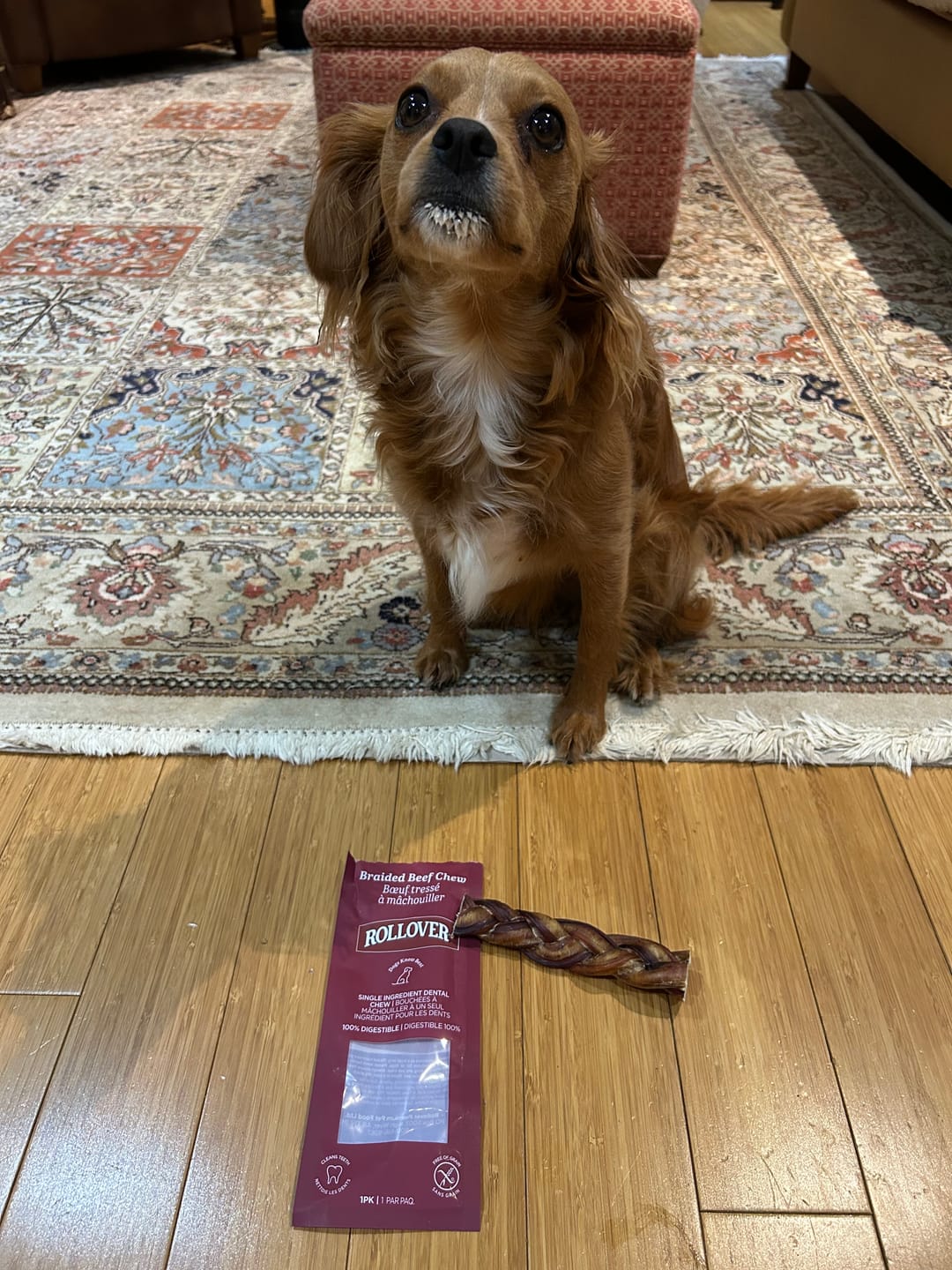Customer photo review of 6 Inch Thick Braided Bully Stick