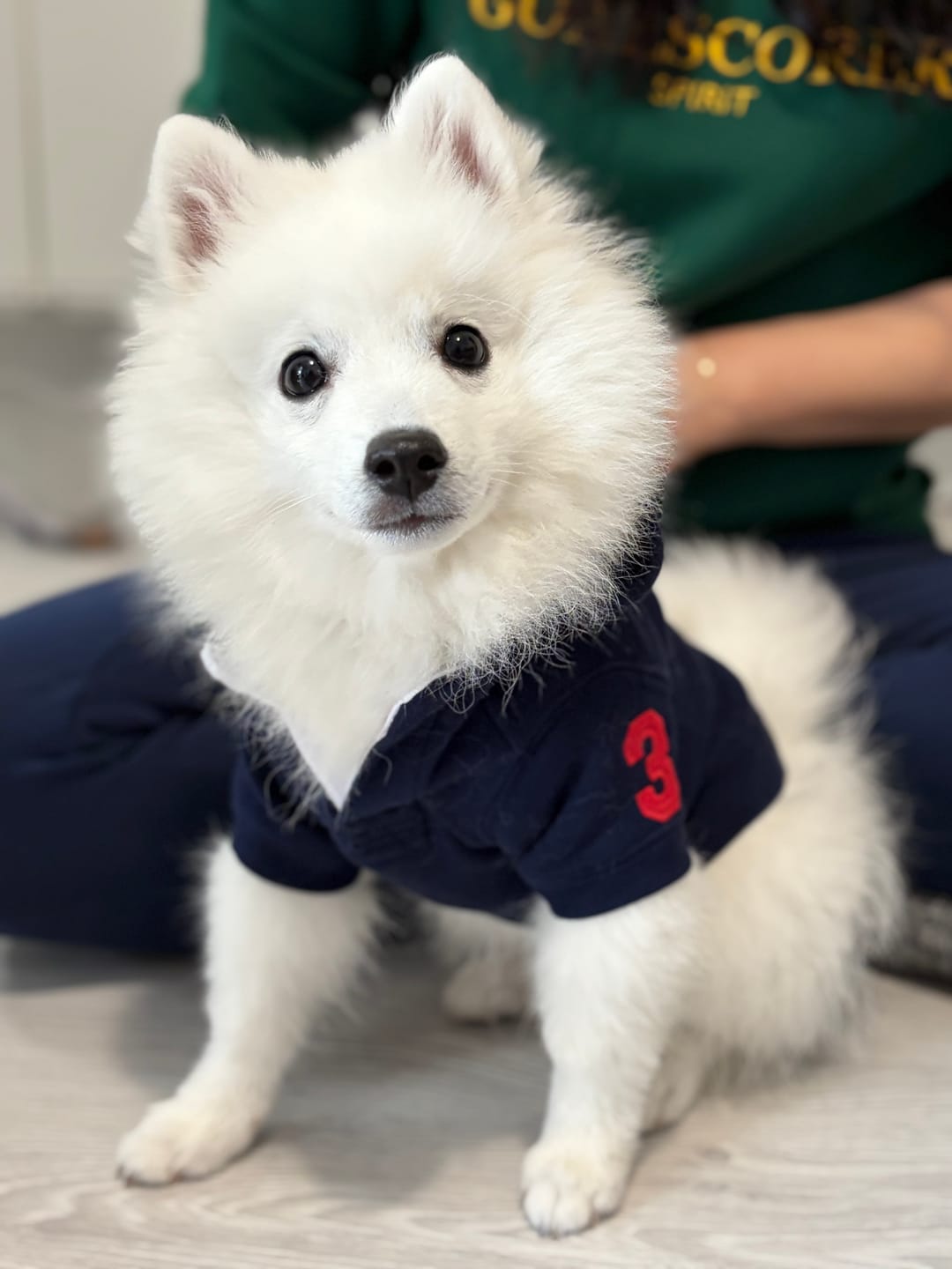 Customer photo review of Polo Ralph Lauren Big-Pony Fleece Dog Hoodie