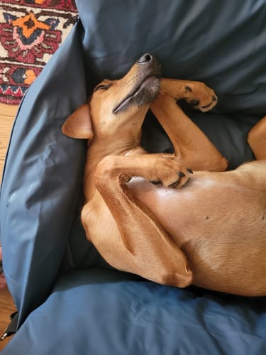 Customer's happy dog sleeping on its back in the blue Dog Dock at home before use in the car.