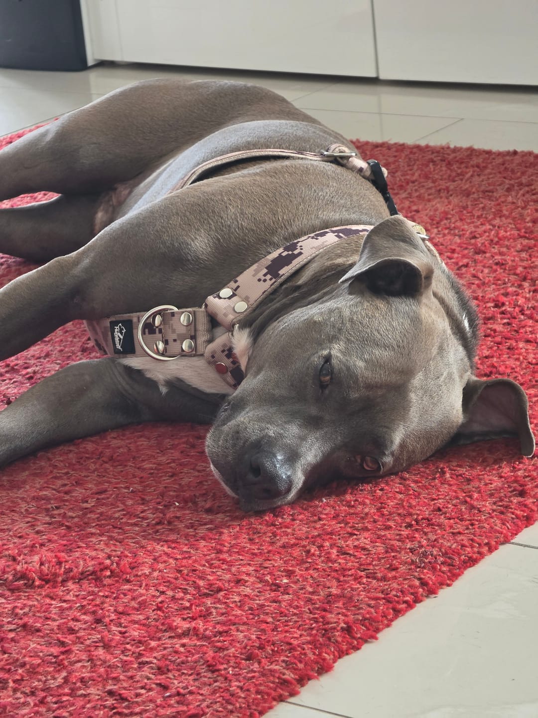 Customer photo review of Easy Walk Extreme Camo Beige - Sele med snabbspänne