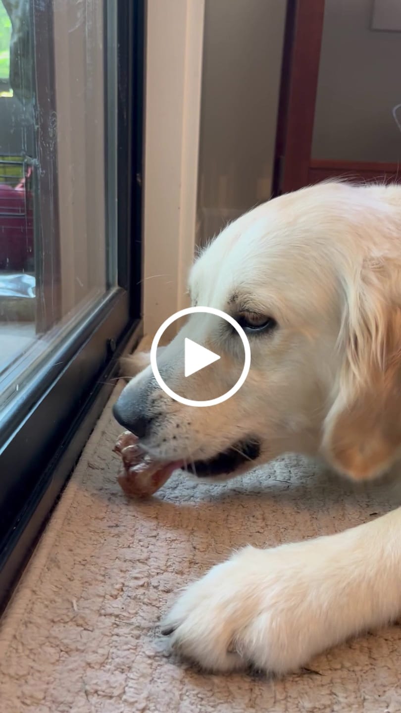 Customer video review of Ostrich Tendon Twister (16" x 2.5" x 1"): The Satisfying, All-Natural Chew for Dental Health & Joint Support