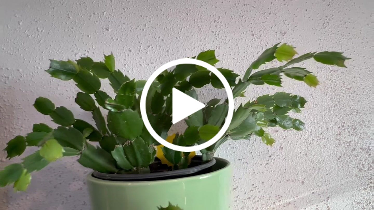 Customer video review of Pink Orchid Mantis Soft Stuffed Plush Toy
