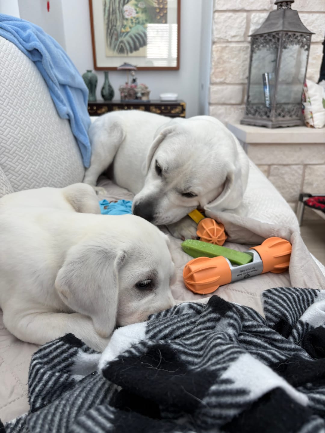 Customer photo review of Dog Chew Holder — No More Choking Risk | Hands-Free Safe Chewing