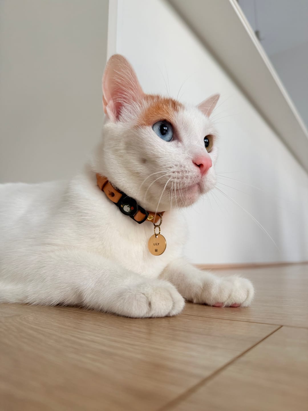 Customer photo review of Handmade Leather Collar - Bone
