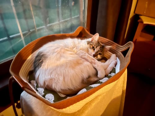 Customer photo review of Instinct Basket | Meet the first research-backed natural territory for indoor cats